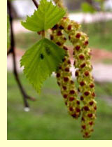 Береза маньчжурская (Betula mandshurica) Береза маньчжурская (Betula mandshurica)